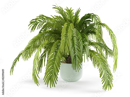 Palm plant tree in the pot