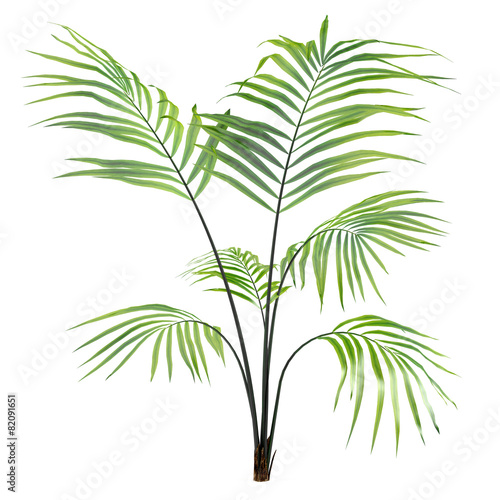 Palm plant tree isolated