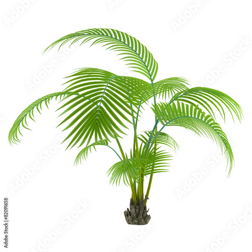 Palm plant tree