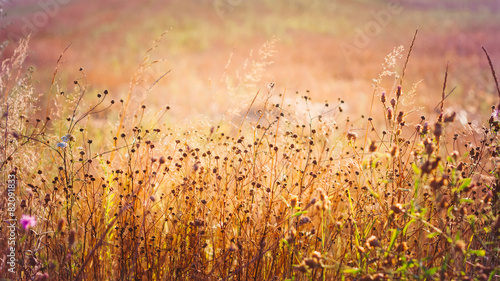 Yellow Dry Autumn Grass On Meadow. Toned Instant Photo