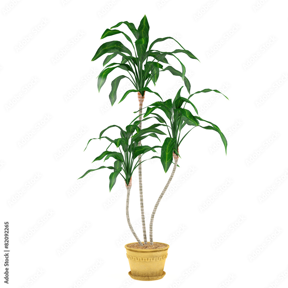 decorative plant palm in the pot decorative plant palm in the pot