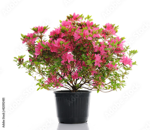 vase with blossom azalea photo