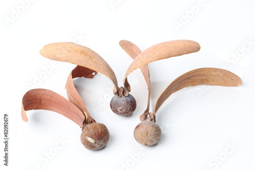 Tree Dipterocarpus alatus Roxb. seed photo