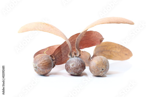 Tree Dipterocarpus alatus Roxb. seed photo