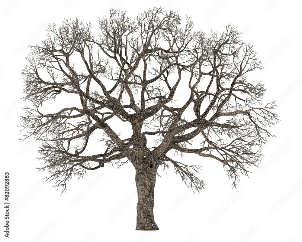 Obraz premium Dead tree without leaves isolated