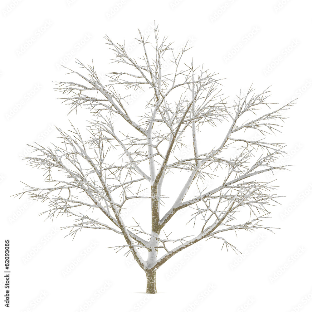 Winter tree on snow isolated