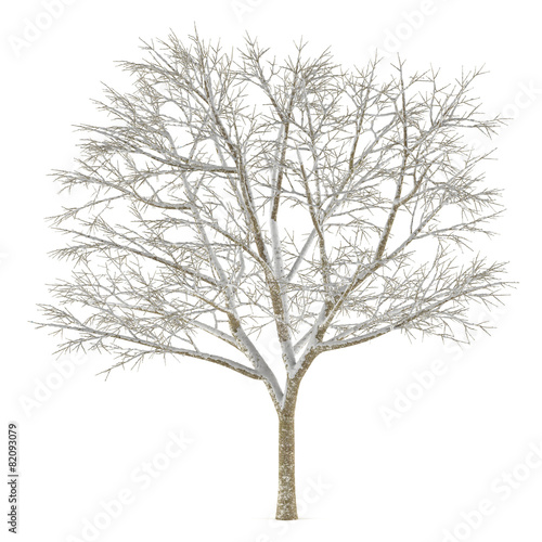 Winter tree on snow isolated