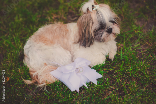 Little pet dog lies near the wedding accessories and  rings