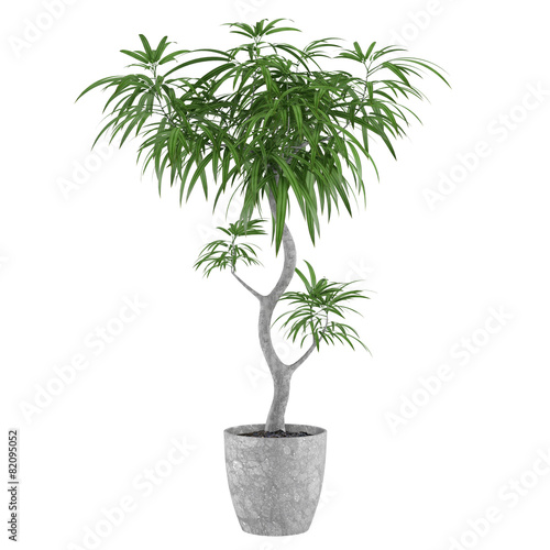 Fototapeta Decorative pot plant palm