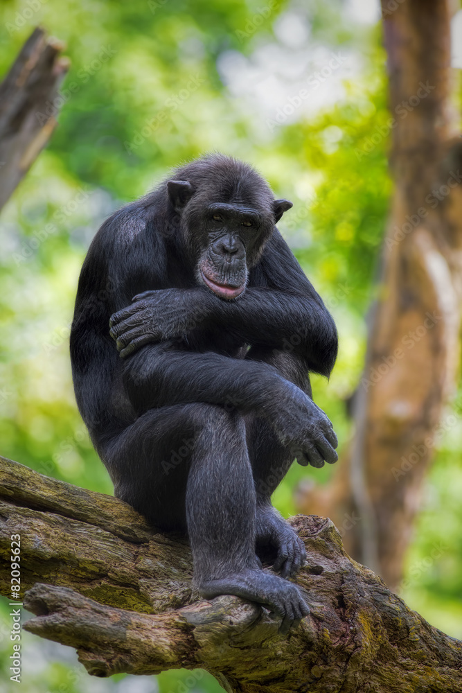 Common Chimpanzee