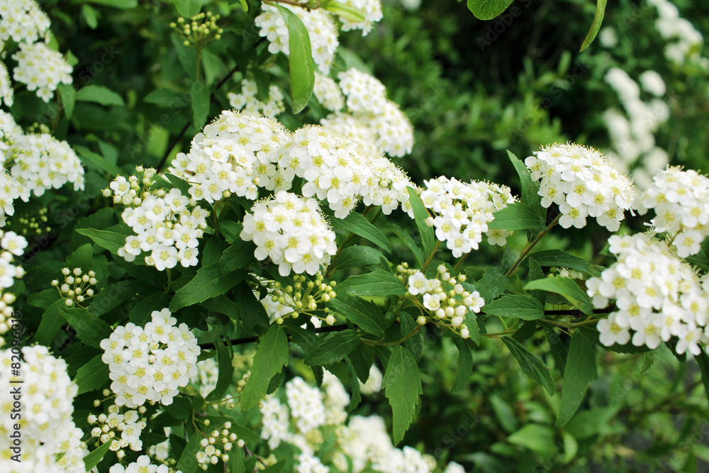 Kodemari that bloom in the garden Kodemari that bloom in the garden