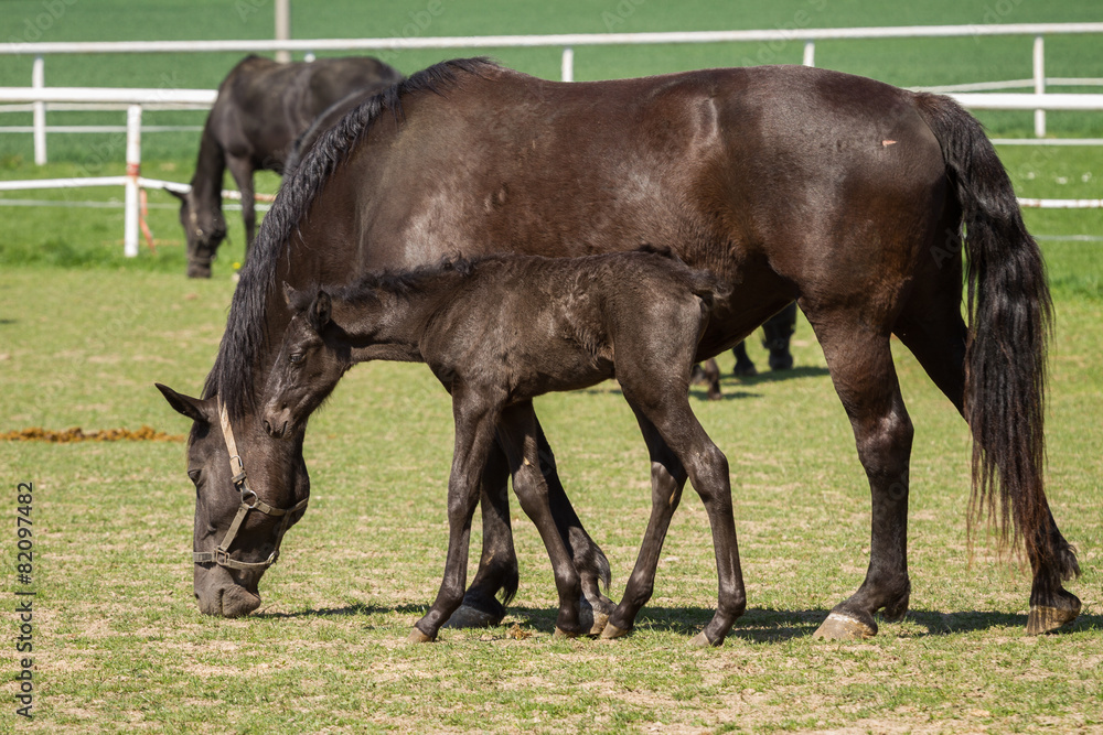 Obraz premium Old Kladrub black horse mare with foal