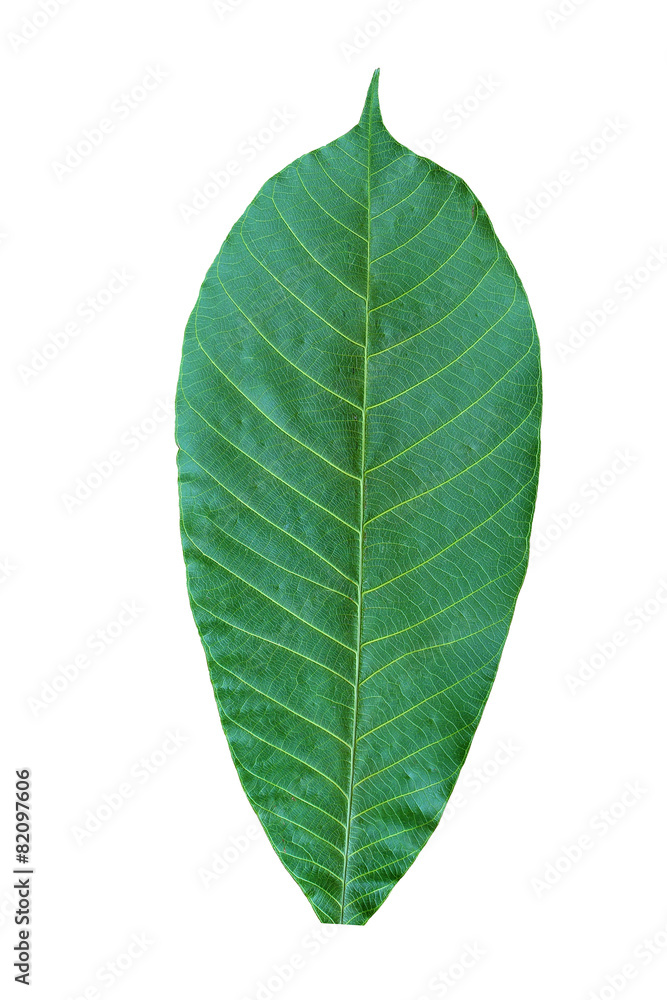 Obraz premium Leave texture white background