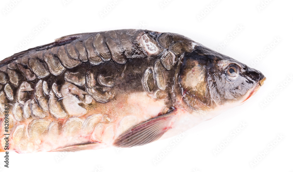Close up of carp fish. Close up of carp fish.