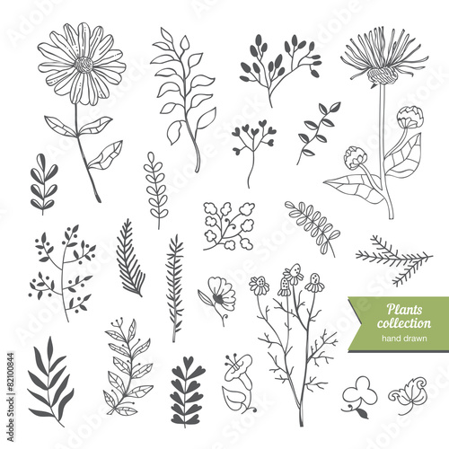 Hand drawn plants and floral collection, nature elements