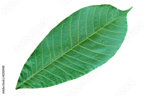 dry leaf isolate background