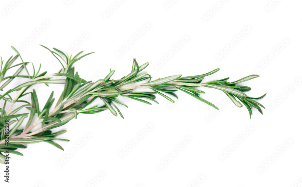 Fototapeta premium Rosemary herb