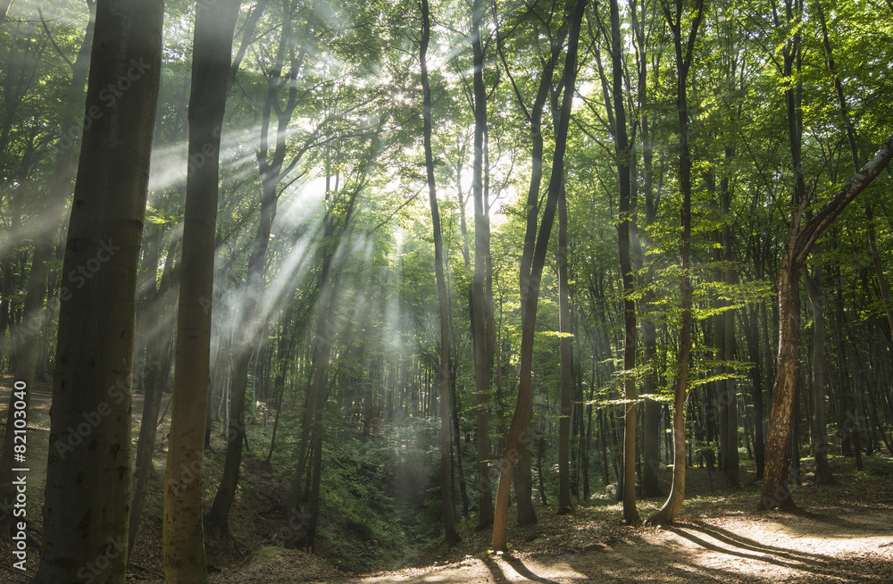 Obraz premium Sunbeams in woods. Sun rays
