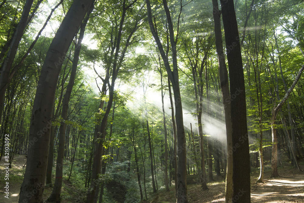 Fototapeta premium Sunbeams in woods. Sun rays