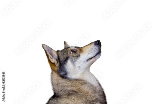 Siberian Husky dog Portrait looking up