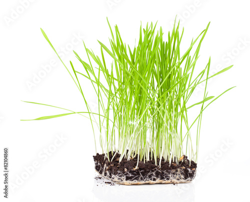 Bush of green grass, on a white background.