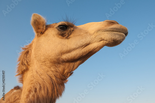 Wild dromedary camel portraint looking in the camera in UAE (United Arab Emirates) desert near Dubai, close-up, light blue sunny sky