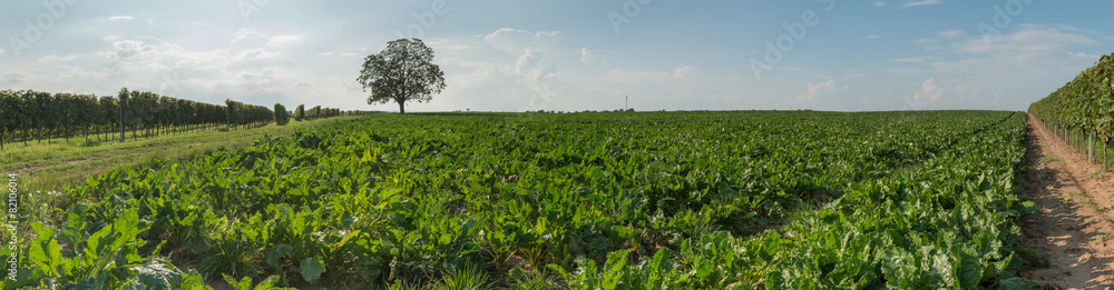 Agrar Landschaft Panorama