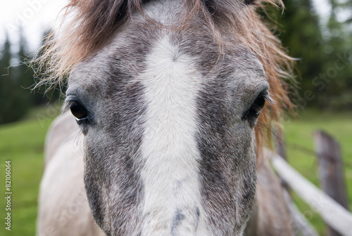 Horse head as a abstract composition. Animal on farm