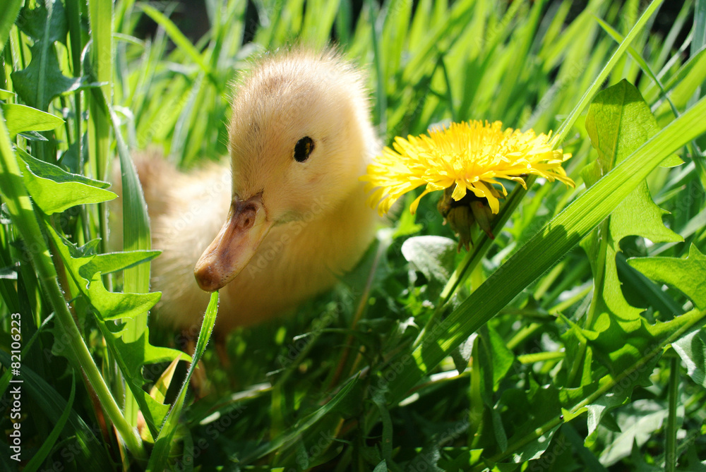 Entenküken in der Wiese Stock Photo Adobe Stock