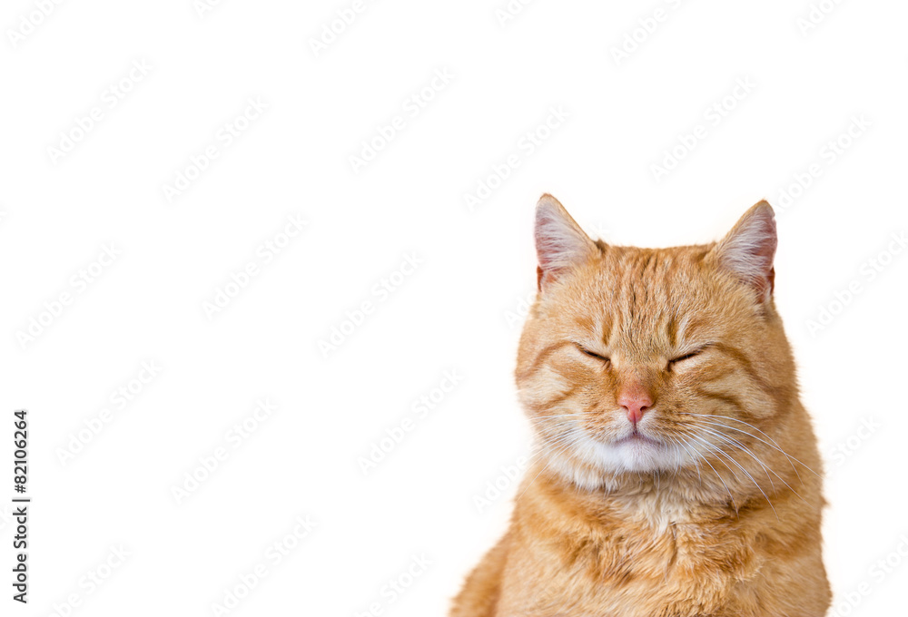 Cat dreaming,closed eyes  isolated on white background.