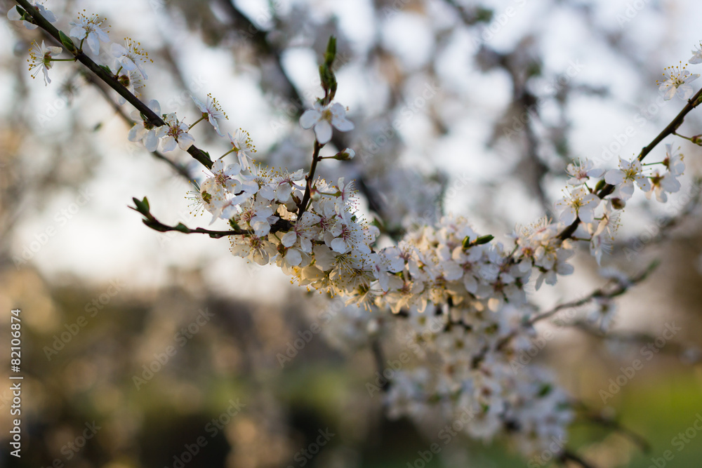 spring tree with white flowers and green leaf in orchard garden spring tree with white flowers and green leaf in orchard garden