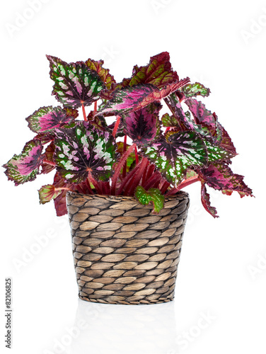 Begonia plant in pot, on white background