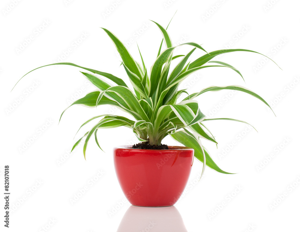 Chlorophytum plant in the red pot Chlorophytum plant in the red pot