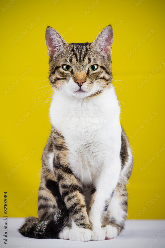 Cat sitting and looking to camera  isolated on yellow background