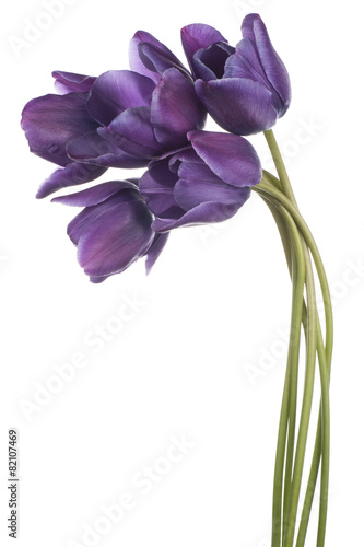 Fototapeta Naklejka Na Ścianę i Meble -  tulip