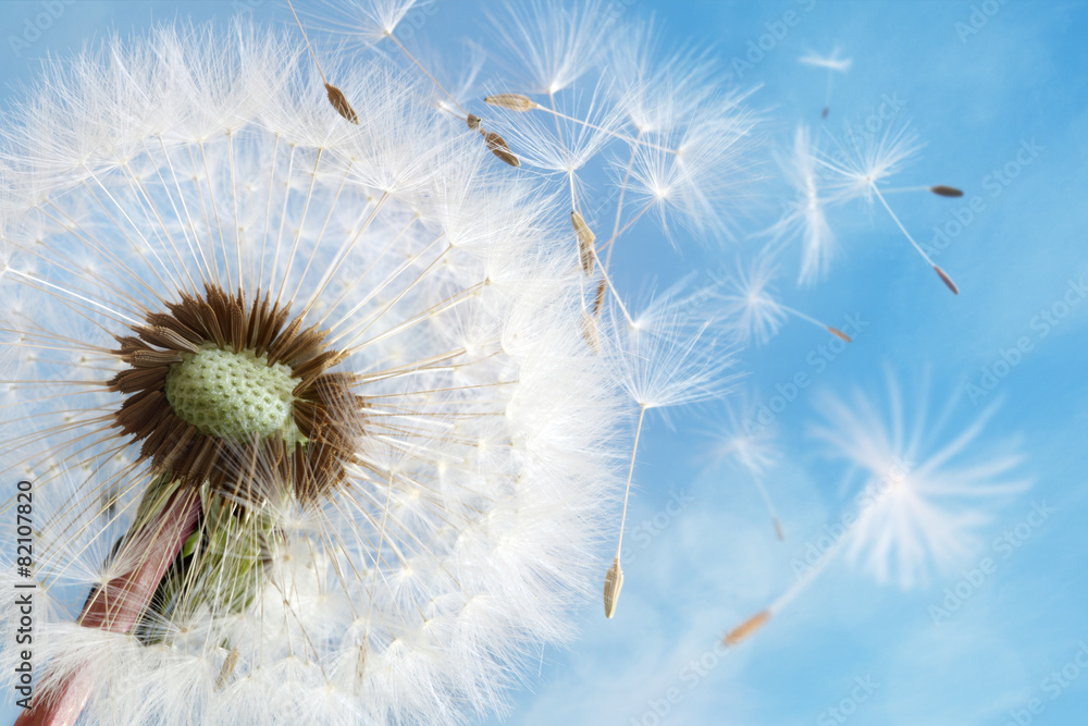 Fototapeta premium Dandelion clock dispersing seed