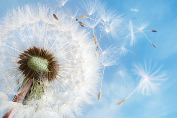 Fotobehang Paardenbloem Paardenbloem geeft zaadjes prijs  © Brian Jackson