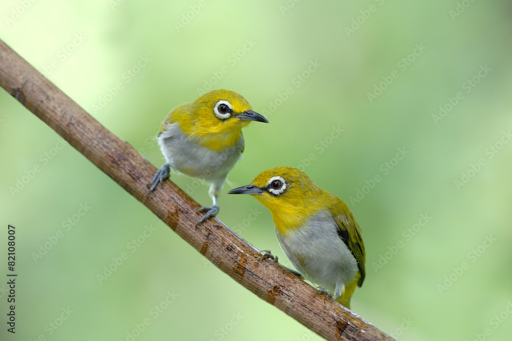 Beautiful Bird ,Oriental white-eye . lovely bird on branch Beautiful Bird ,Oriental white-eye . lovely bird on branch