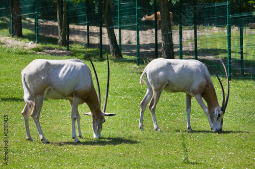 Two antelopes at the zoo #82108425