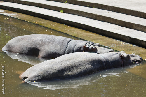 Hippos resting #82108445