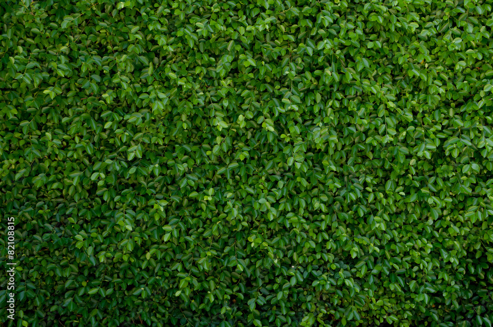Green leave cover the wall Green leave cover the wall
