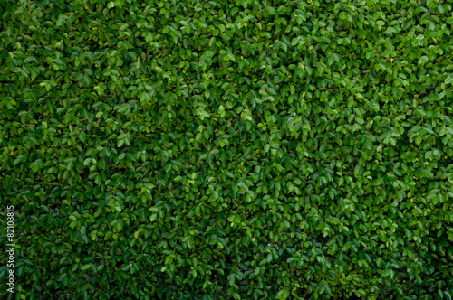 Green leave cover the wall