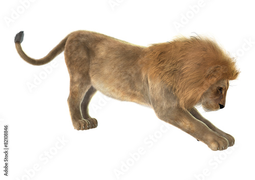 Fototapeta Naklejka Na Ścianę i Meble -  Male Lion