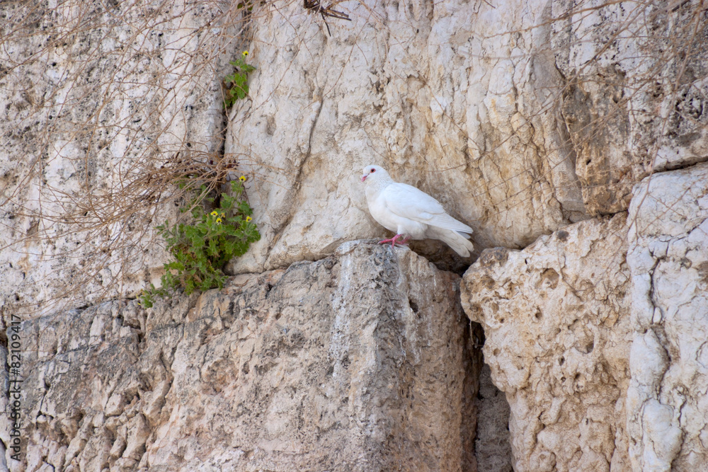 Fototapeta premium Notes at the crack of the Wailing Wall and a sparrow.