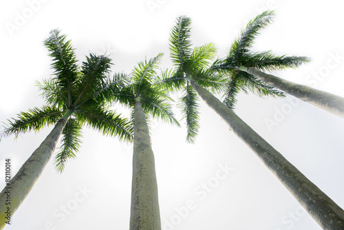 Looking up at palm trees against a white sky