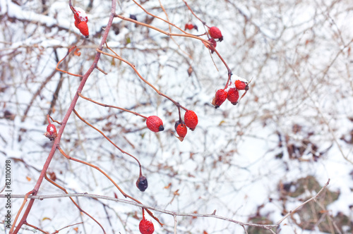 Branches with berries and snow outdoors