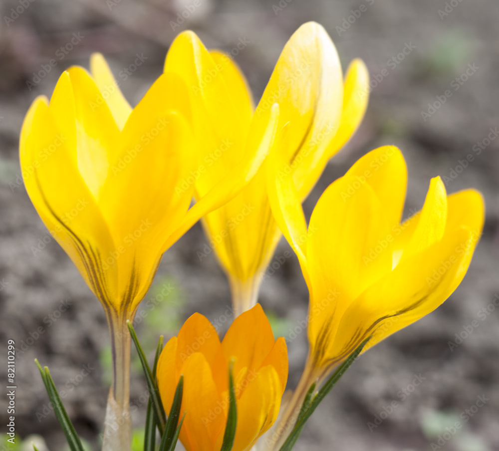 Obraz premium Yellow crocuses blooming in early spring