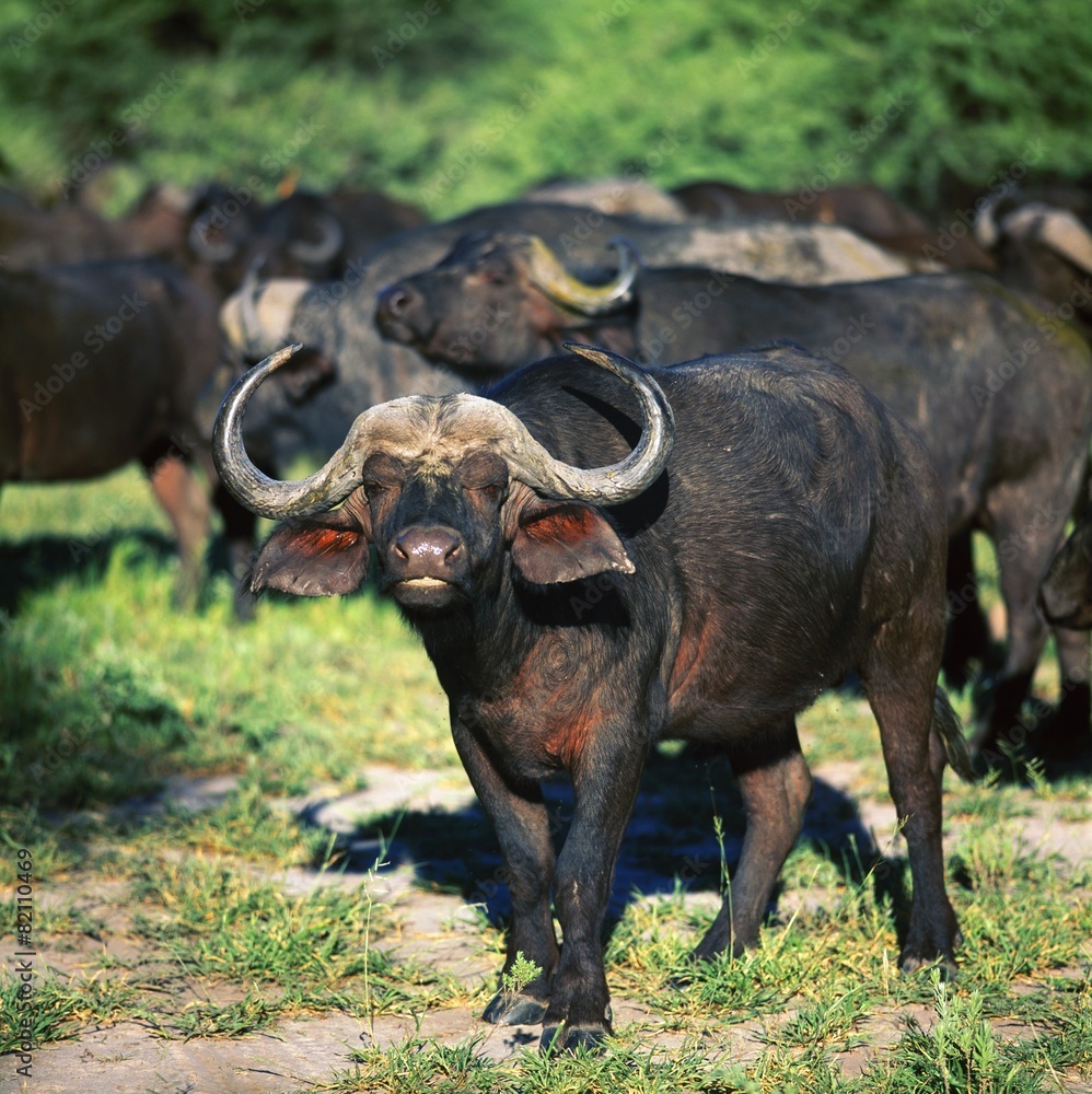 Obraz premium buffalo