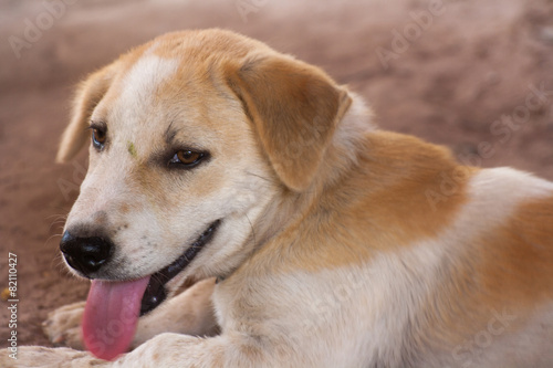 cute maltese dog © kunpisit