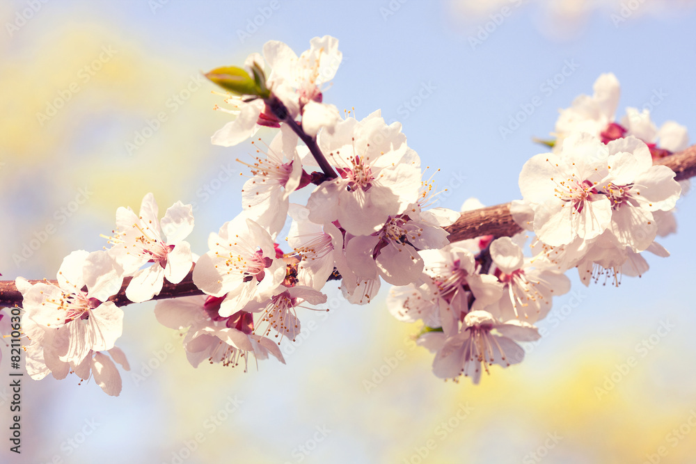 Blossom tree over nature background. Spring flowers. Blossom tree over nature background. Spring flowers.